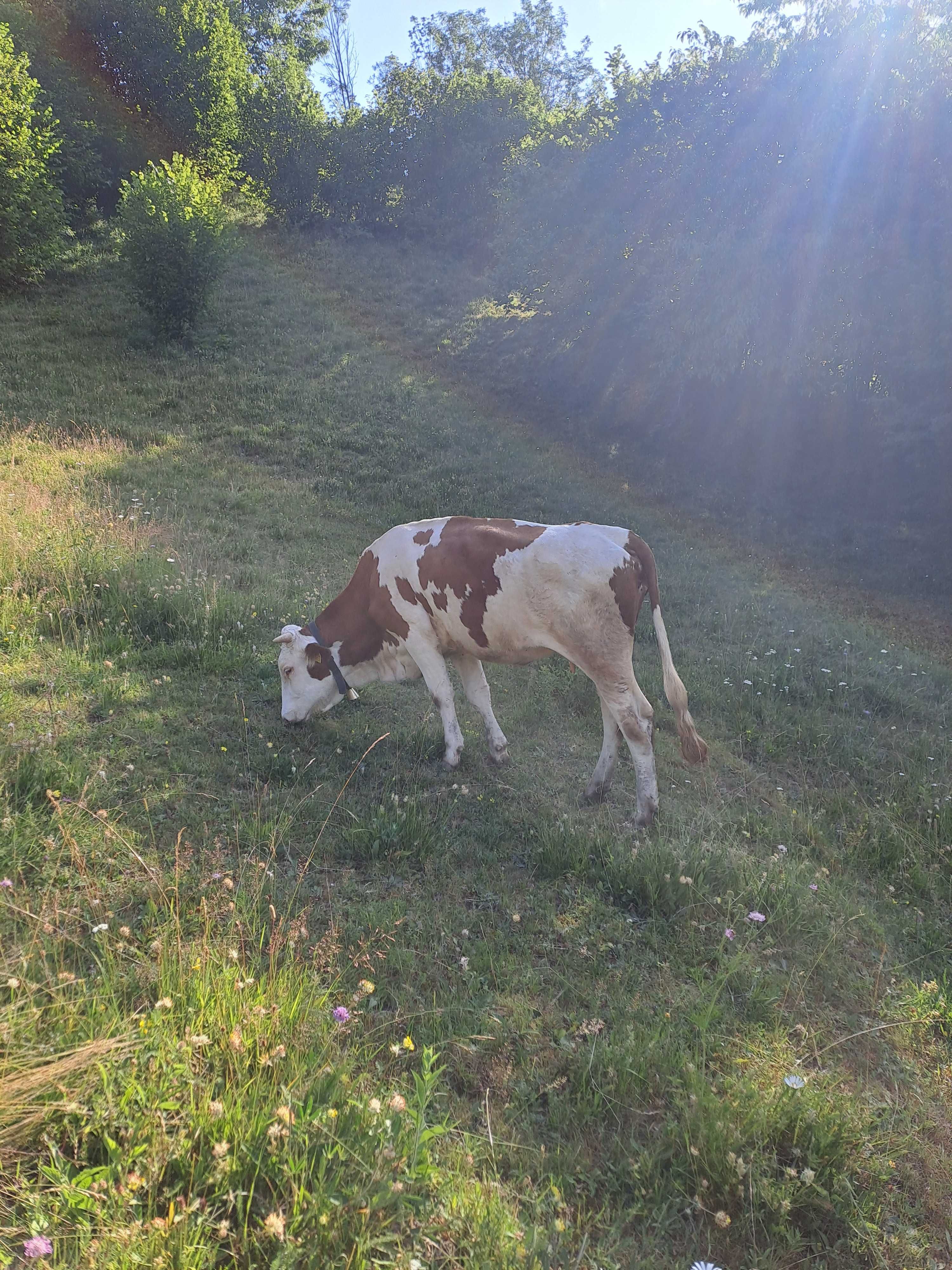 Vând juninca fatată cu vițel