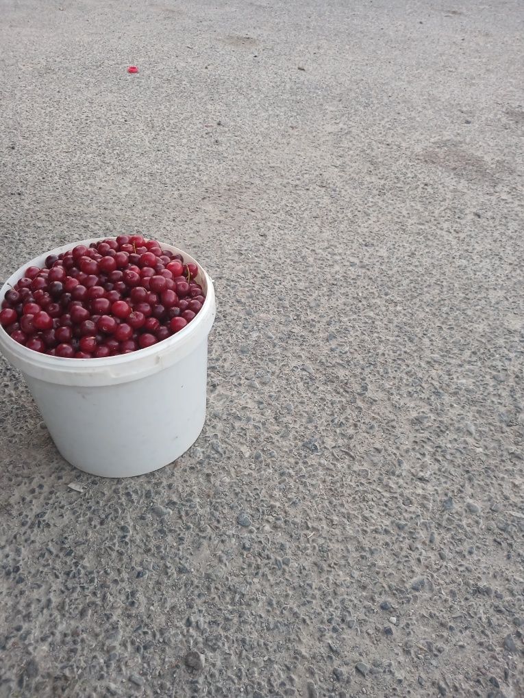 Вищня, свой сад,