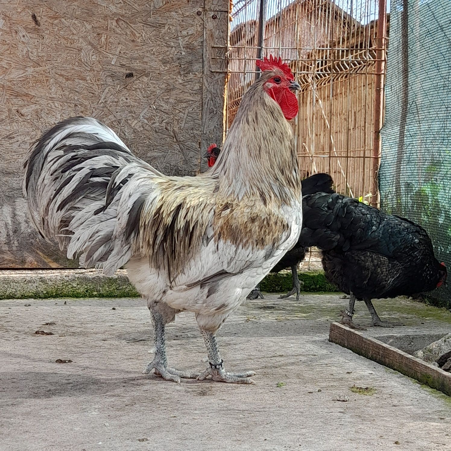 Vând ouă și pui din rasa de Australorp Albastru si Negru