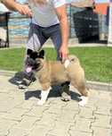 Akita American -fetita