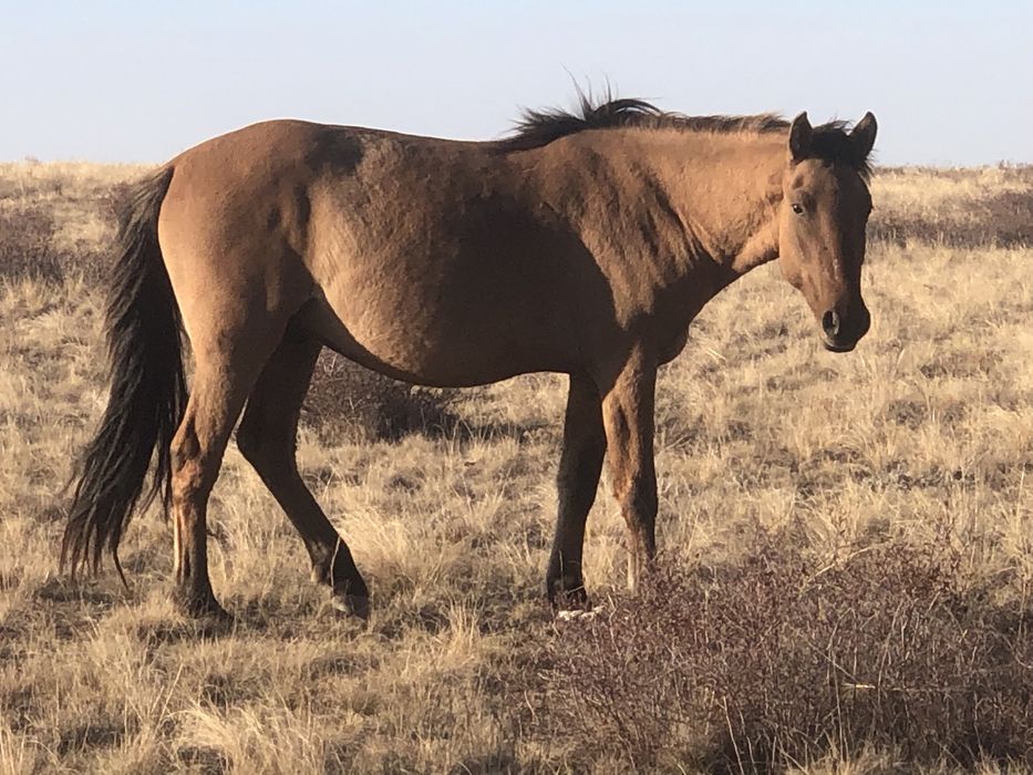 Айғырлыққа құнандар сатылады