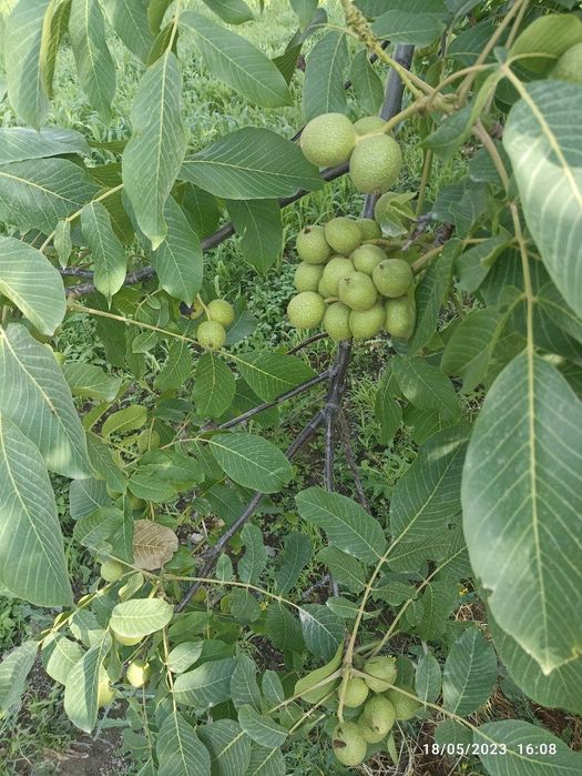 Yong'oq kuchatlari