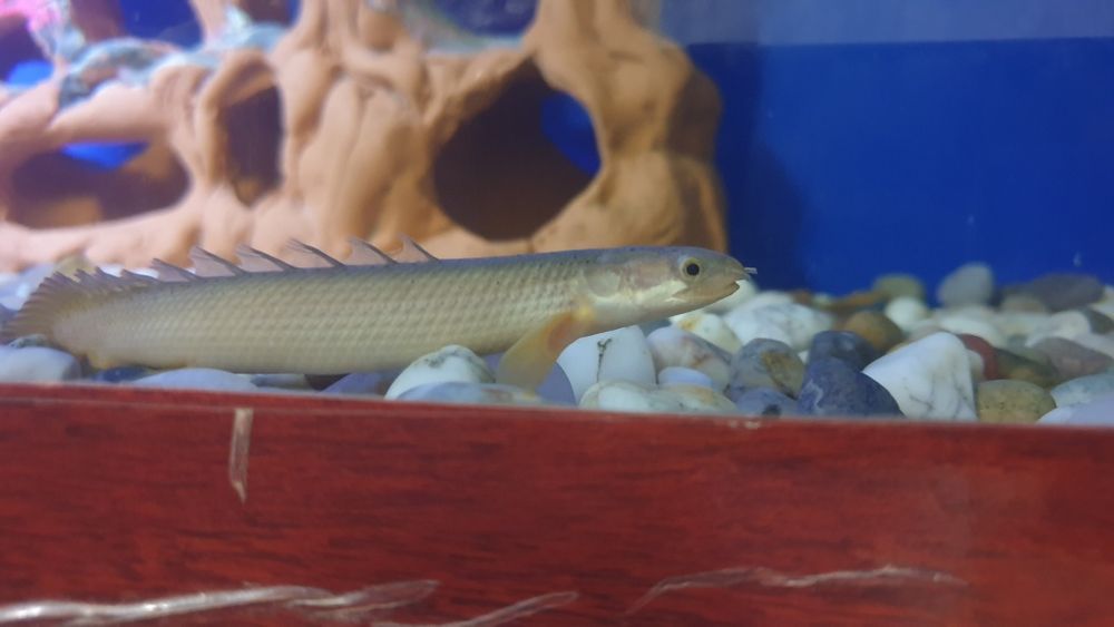 Akvarium balulari sotiladi soni 4 ta