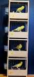 Canari Roller Harz