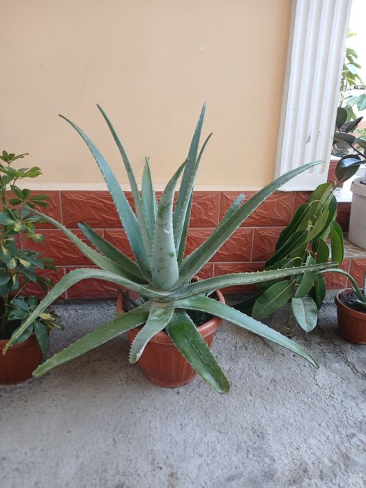 Aloy Gullar uyda parvarishqilingan