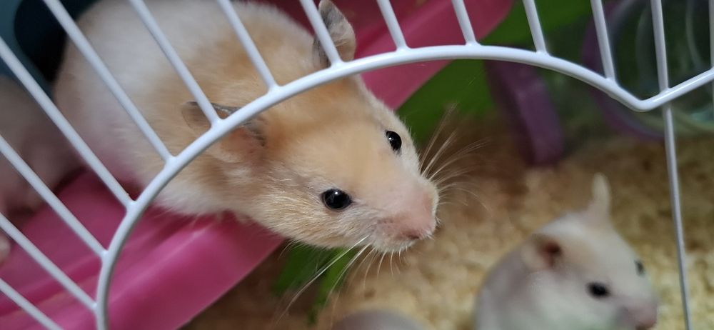 Очаровательные хомячки ищут новый дом!