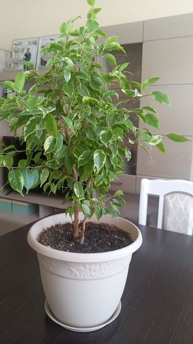 Продается Фикусы Бенджамина