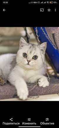 Кошка  1,5 года серебристая шиншилла