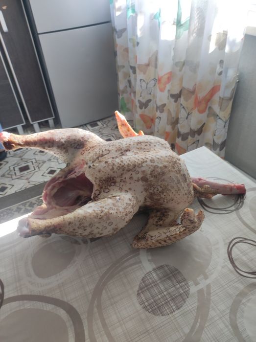 Мясо индейки, домашняя.