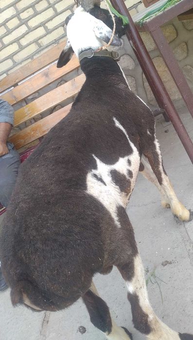 Arzon Semiz Chiroyli Har xil Qochqorlar sotiladi