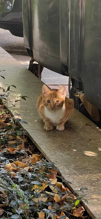 Adopta o pisicuta Garfield