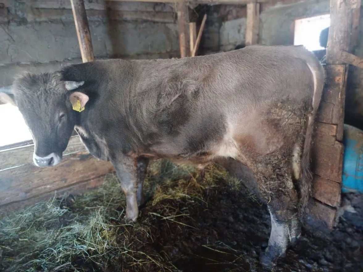 Taur de vanzare tanar