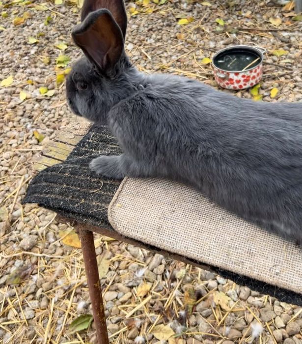 Disponibili o pereche fluture german pestriț