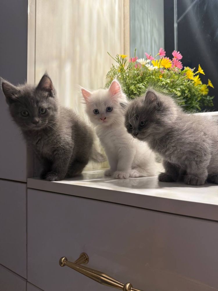 Мама кошка с котатями , 1 девочка 2 мальчик