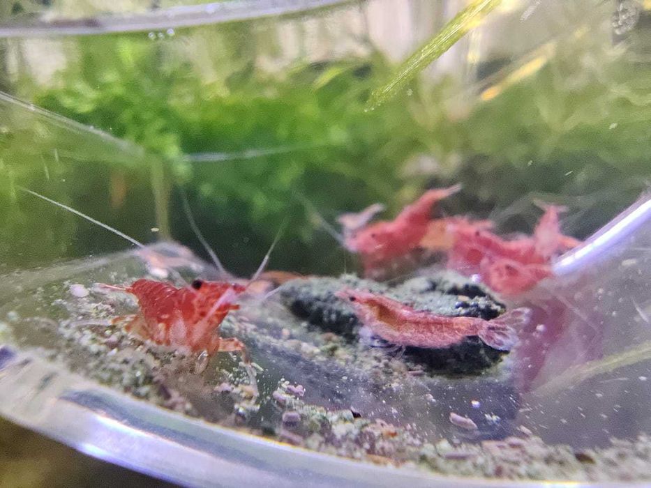 Creveti neocaridina red/yellow/blue