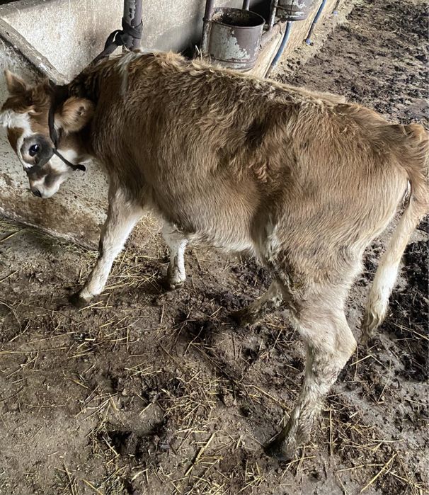 Vand vita baltata de 4 luni