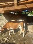 Vand vaca aproape 2 ani