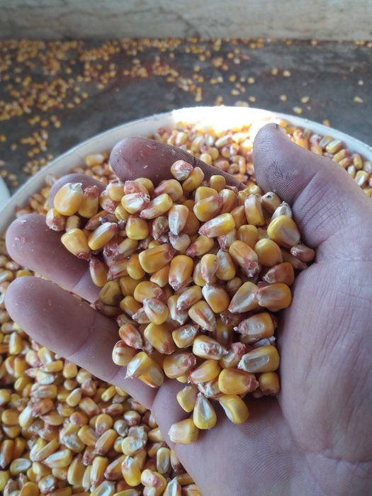 Porumb cultura 2025 uscat