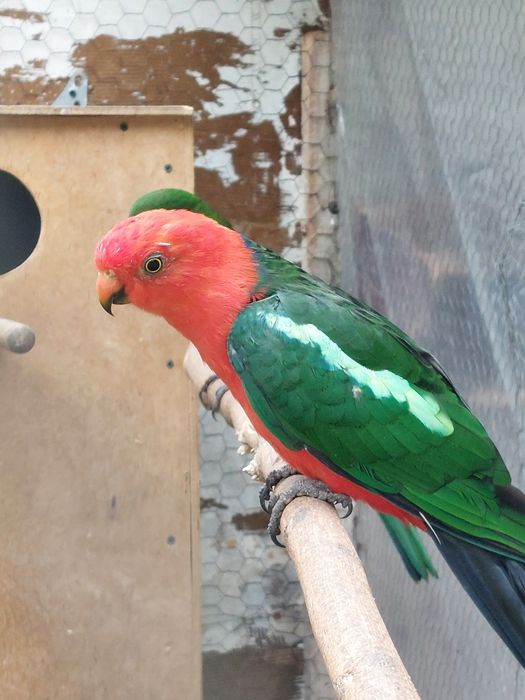 Papagali rege tineret