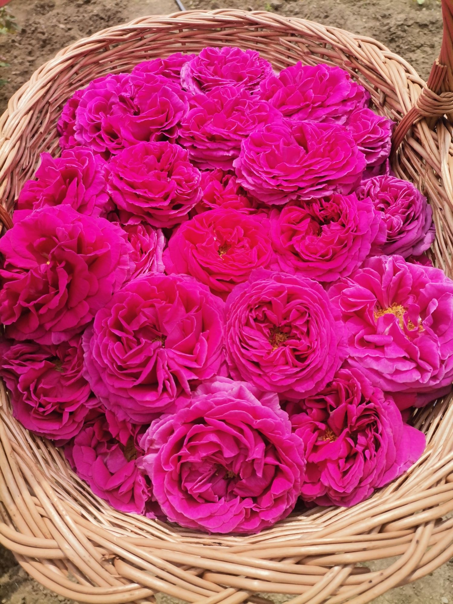 Petale trandafiri dulceață(Rosa Damascena)