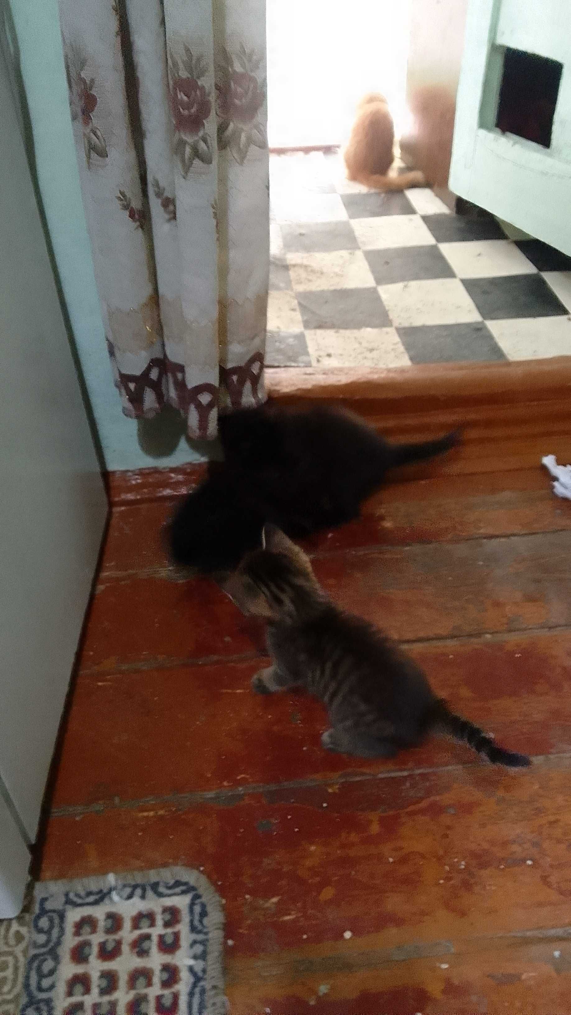 Котята - Раздаём бесплатно