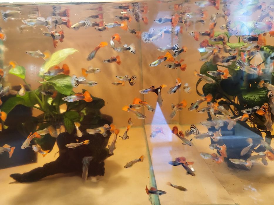 Vand Gupi 3 bucati la 10 lei