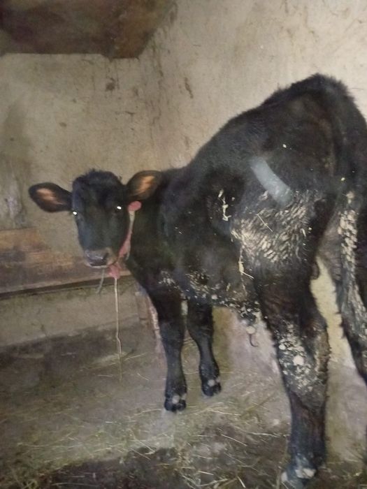 Vand tauras 5 luni jumate