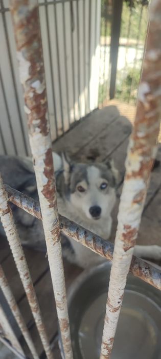 Ищем старых или новых более ответственых хозяев