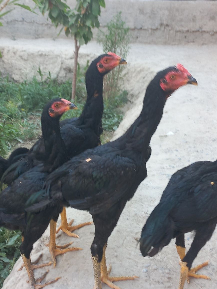 Yaxshi zot jujalar sotiladi