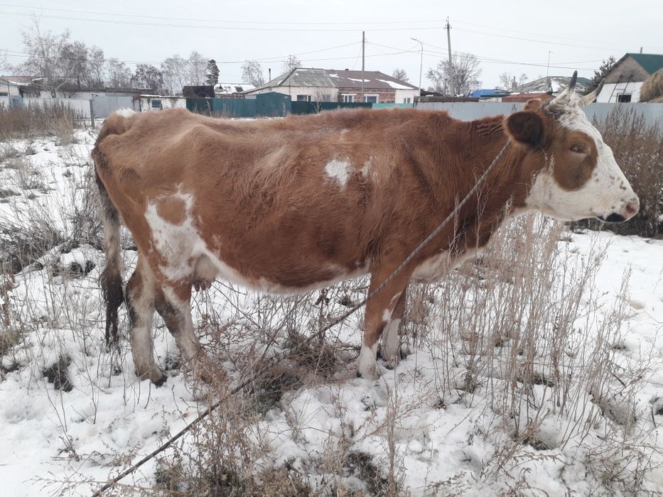 Корова симментальская