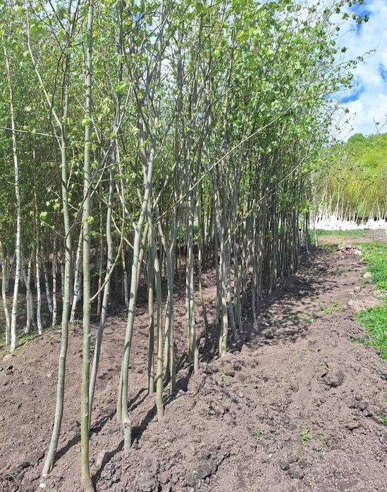 Mesteacăn, Tei, Arțar | Foioase pentru Amenajări