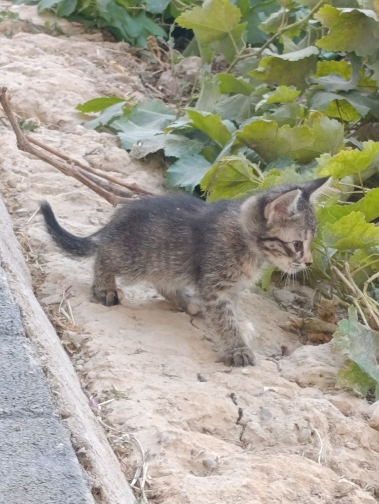 Отдам даром домашний кот.Uy mushugi tekinga