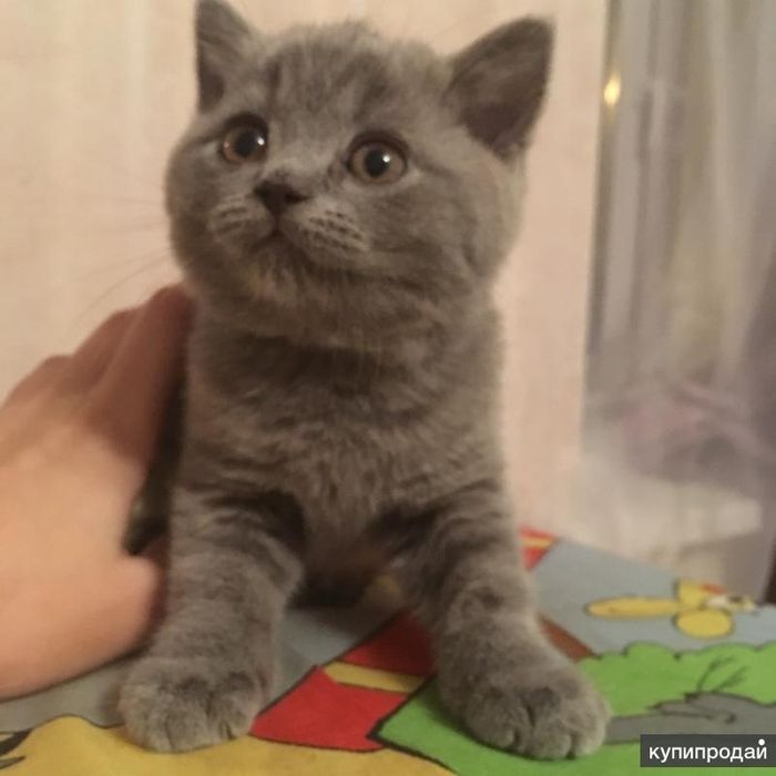 Продаётся Котёнок Scottish Straight