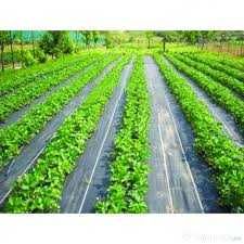 STOP Buruieni Agrotextil Densitate 100g/m² Preturi de producator