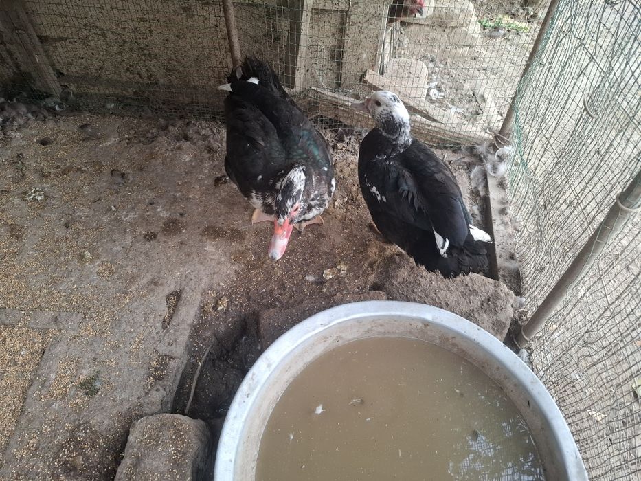 Урдаклар сотилади икови бир жоя