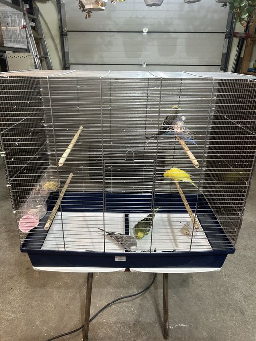 Colivie mare / voliera