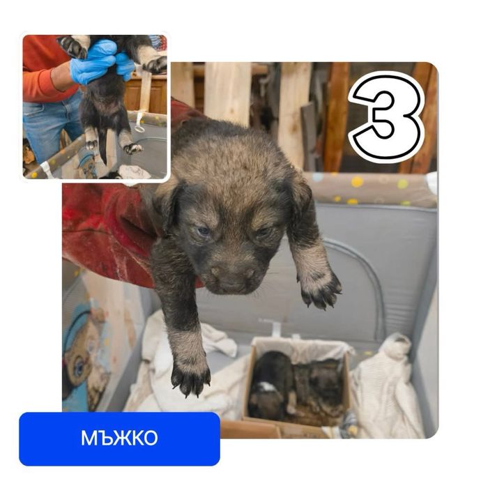 Подаряват се бебета кученца