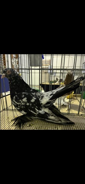 Vand porumbei din rasa Roller Persan