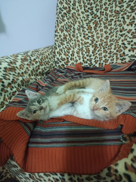 Подарявам женски котета