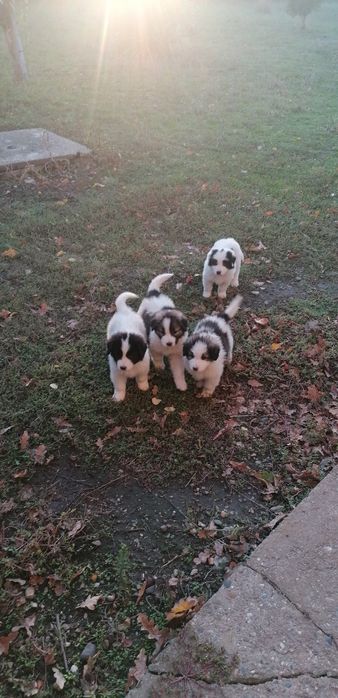 Каракачански кученца