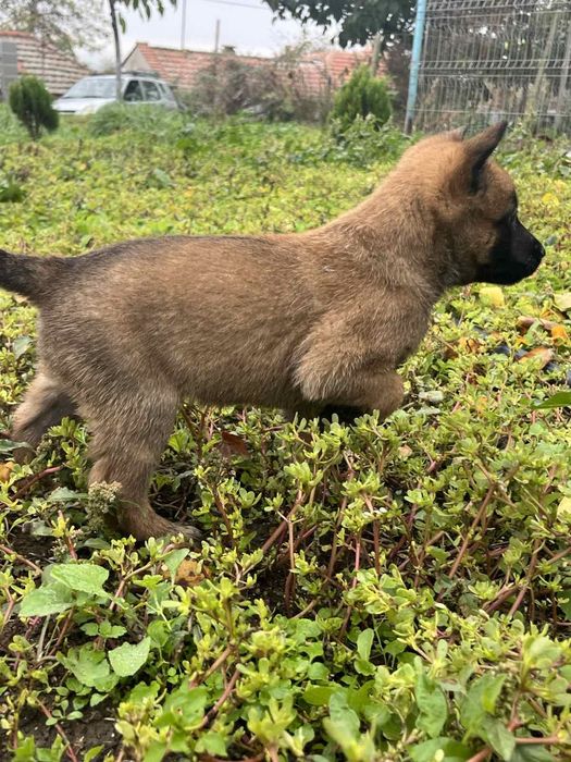 Белгийска овчарка-Малиноа