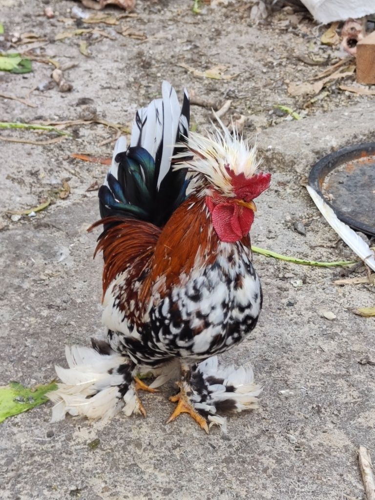 Ouă moțate bărboase încălțate pitice