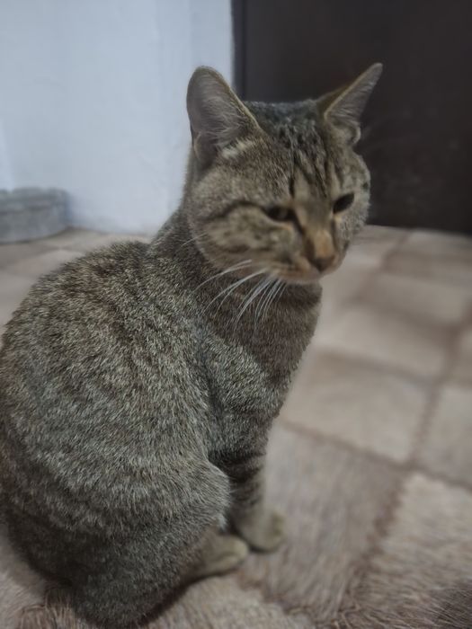 Отдам кота в добрые руки