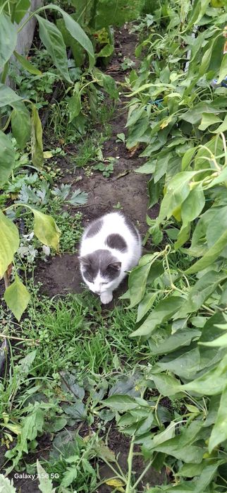 Adoptie 2  pisic 4 luni