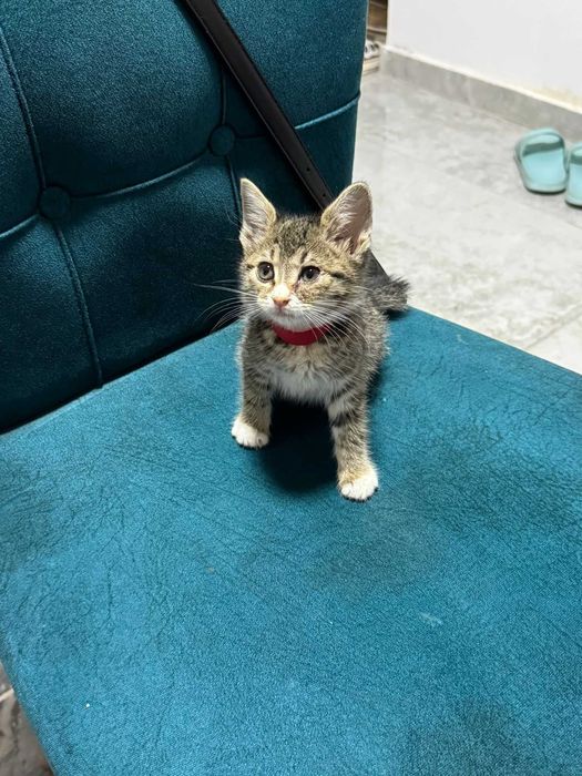 Vand Puiut Pisica American ShortHair