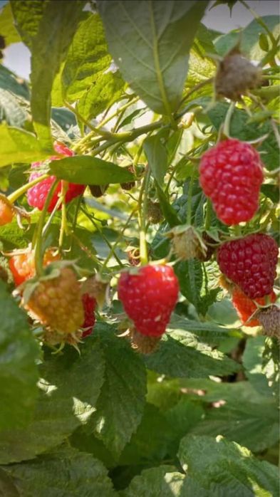 Малиновое, Клубничное, Смородиновое варенье