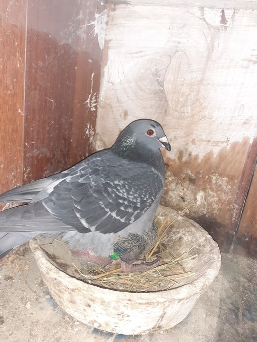 Porumbei voiajori zburați și pui de vânzare