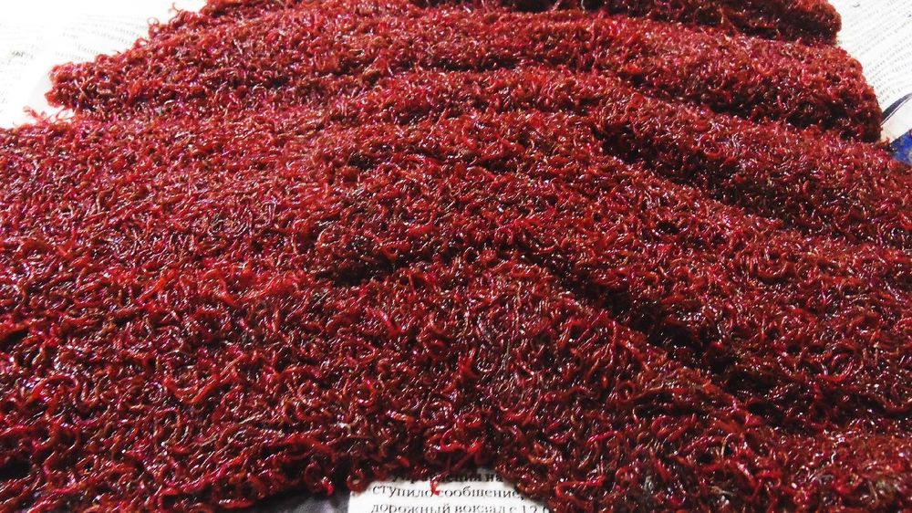 Продам  - мотыль кормовой (живой).