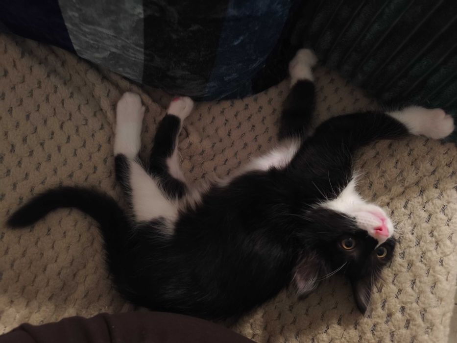 Котенце Пелмен търси дом