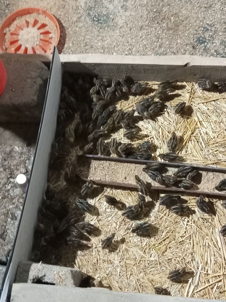 Begona juja 1 boshlab tuxumga kirgunicha tayyorlab beriladi